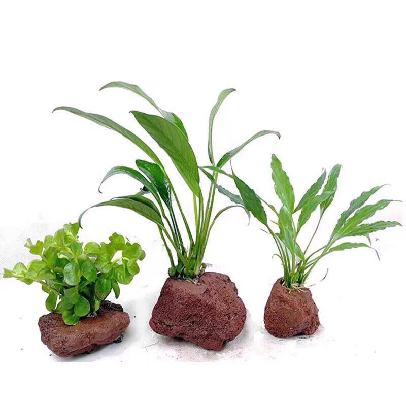 10 Chiếc Đục Lỗ Hở Đá Cá Tôm N - đánh giá và giá Planted Aquarium With Rocks