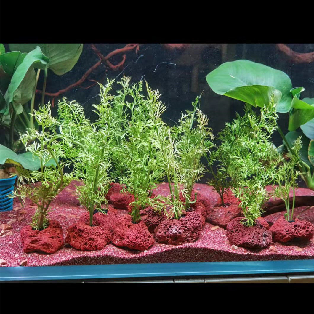 10 Chiếc Đục Lỗ Hở Đá Cá Tôm N - đánh giá và giá Planted Aquarium With Rocks