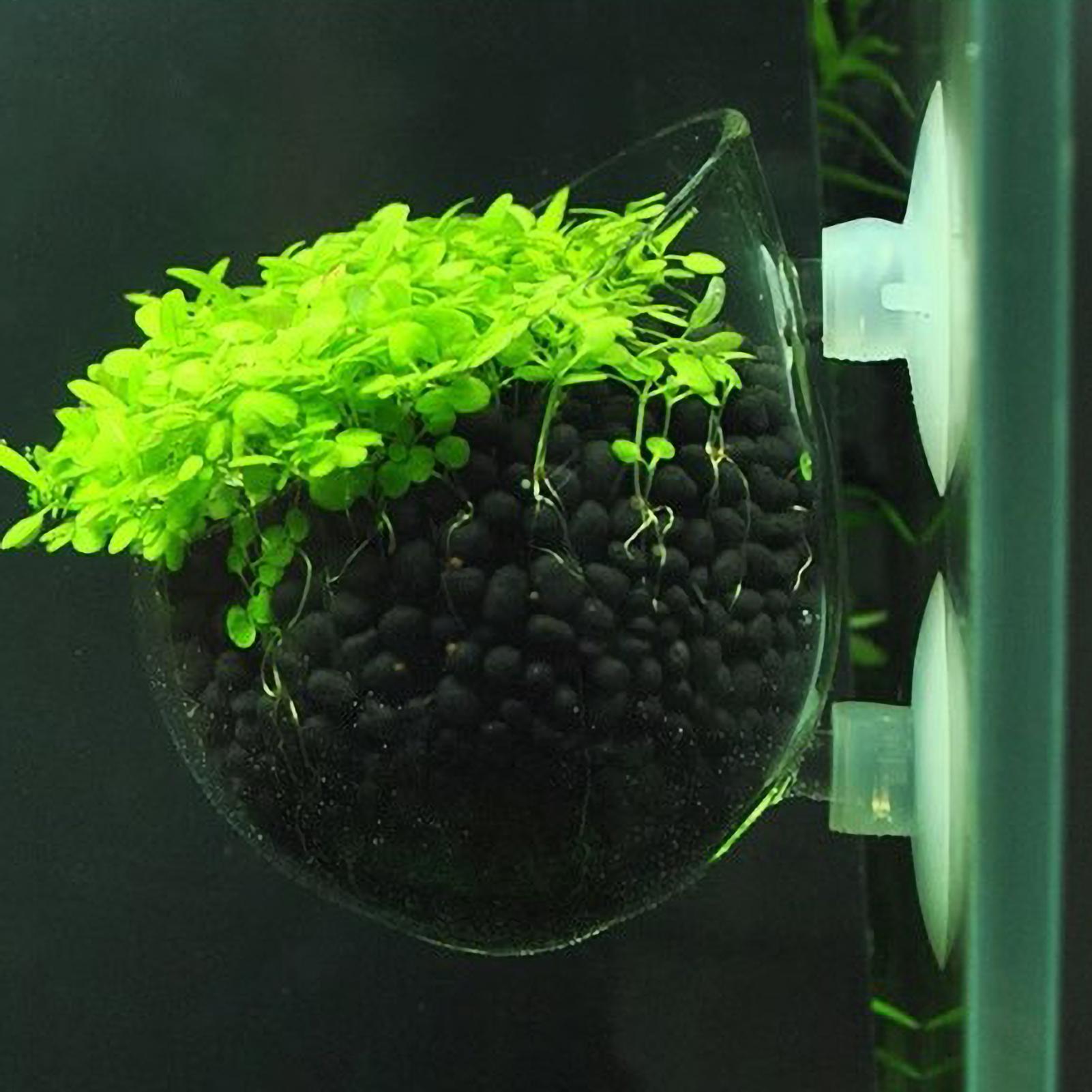 Aquarium Plant Holder Glass Aq - đánh giá và giá Aquarium Plant Gel
