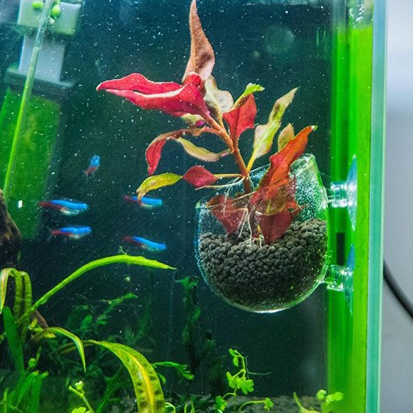 Aquarium Plant Holder Glass Aq - đánh giá và giá Aquarium Plant Gel